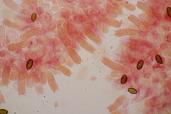 Leratiomyces squamosus squamosus