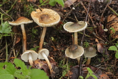 Lepiota grangei