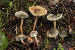 Lepiota grangei