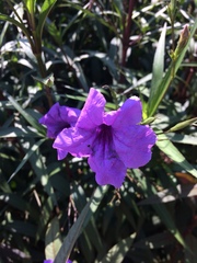 Ruellia simplex