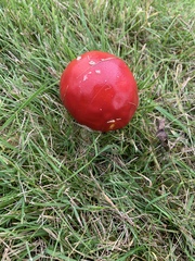 Amanita muscaria