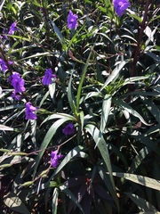 Ruellia simplex