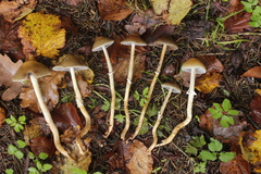 Leratiomyces squamosus squamosus