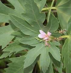Jatropha macrorhiza