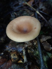 Paralepista