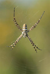 Argiope trifasciata