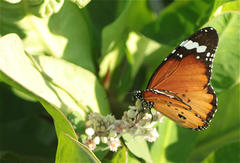 Danaus chrysippus