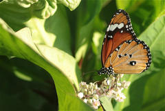 Danaus chrysippus