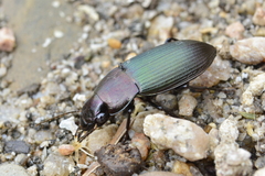 Neoaulacoryssus speciosus