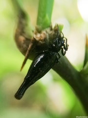 Cyclosa bifida