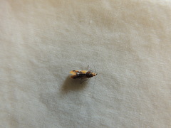 Epicallima argenticinctella