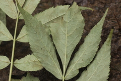 Erysiphe vanbruntiana