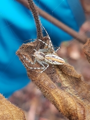 Peucetia rubrolineata