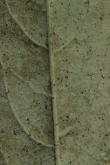 Erysiphe vanbruntiana