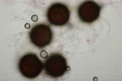 Erysiphe vanbruntiana