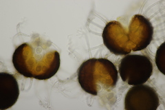 Erysiphe vanbruntiana