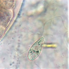 Philasterides