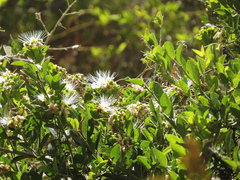 Calyptrotheca somalensis