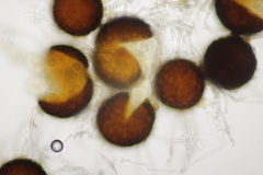 Erysiphe vanbruntiana