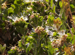 Calyptrotheca somalensis