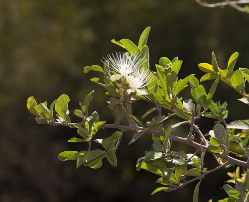 Calyptrotheca somalensis