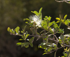 Calyptrotheca somalensis