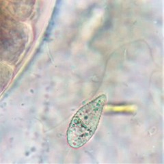 Philasterides