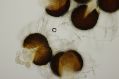 Erysiphe vanbruntiana