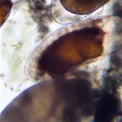 Philasterides