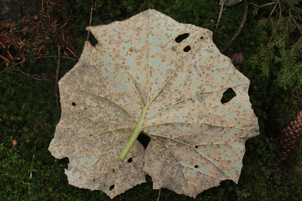 Cladosporium uredinicola