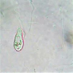 Philasterides