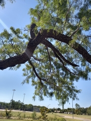 Prosopis glandulosa
