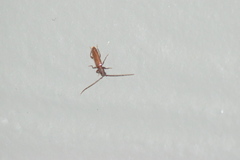 Geropa concolor