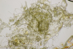 Cladosporium uredinicola