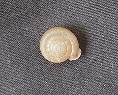 Daedalochila auriformis