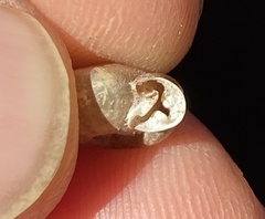 Daedalochila auriformis