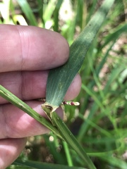 Elymus glabriflorus