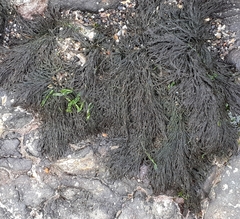 Cladophora rupestris