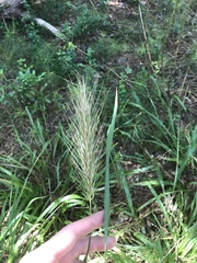 Elymus glabriflorus