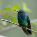 Western Emerald - Photo (c) Laura Gooch, some rights reserved (CC BY-NC-ND)