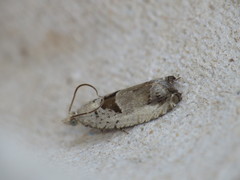 Epinotia ramella