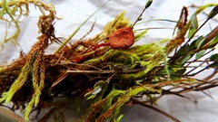 Hygrocybe substrangulata