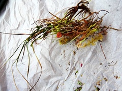 Hygrocybe substrangulata