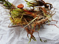 Hygrocybe substrangulata