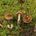 Cortinarius Sect. Hinnulei - Photo (c) bjoerns, some rights reserved (CC BY-SA), uploaded by bjoerns