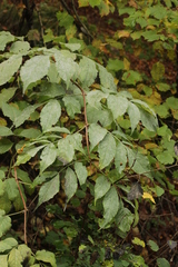 Erysiphe vanbruntiana