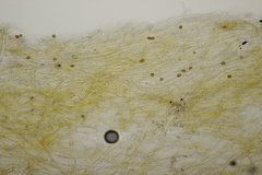 Cortinarius hinnuleus