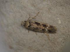 Caryocolum fischerella