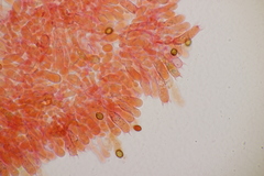 Cortinarius hinnuleus