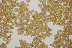 Cortinarius hinnuleus